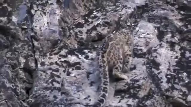 Снежный Барс смотреть онлайн