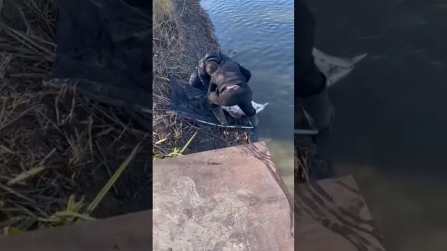 Трофейный осётр! Рыбалка. Fishing ? big fish. смотреть онлайн