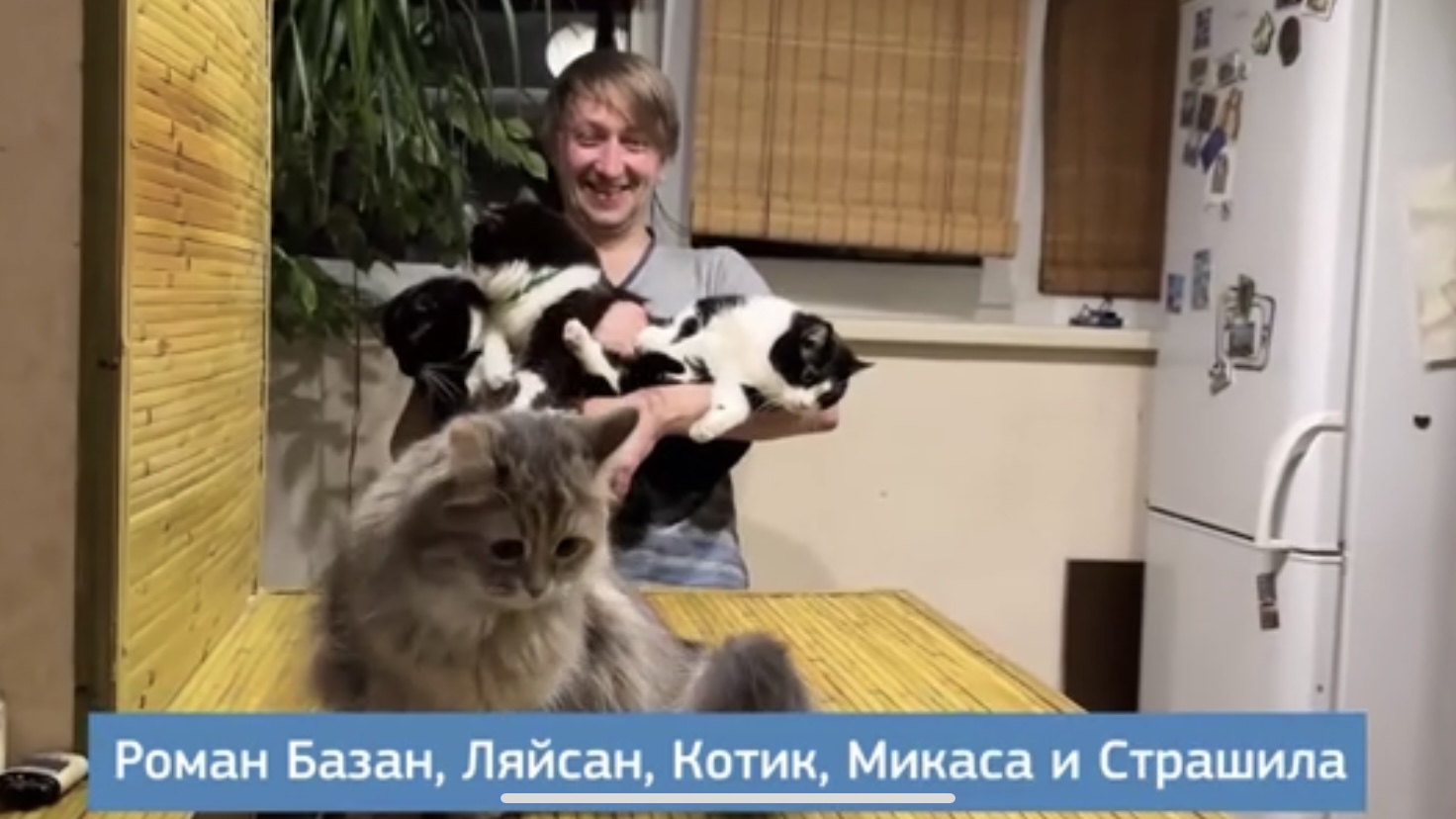 Россияне рассказали, почему любят  своих кошек и собак | В России отмечают День домашних животных