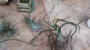 Air plants and its care. konkani.