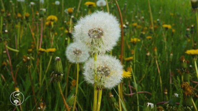 Sounds of nature in the spring forest. Voices of birds, for sleep, meditation, for relaxation. 12 h смотреть онлайн