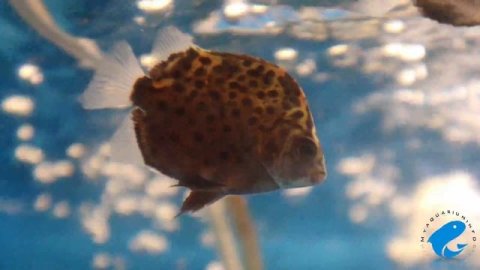 Green Scat Care and Information - Freshwater Scat (Scatophagus argus)