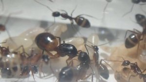 ИСТОРИЯ КОЛОНИИ МУРАВЬЕВ CAMPONOTUS THORACICUS