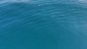 Рыбалка Чемитоквадже 21.09.2020. Луфарь.