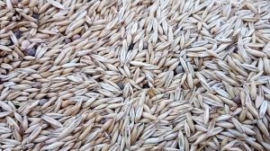 посевная 2022 овёс горох вика