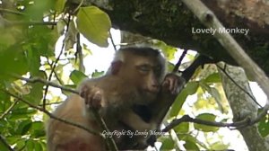 OMG! Rose Across The Tree Without Groom Baby Rex Nearly Slide Down. Lucky Baby Rex Not Falling Down
