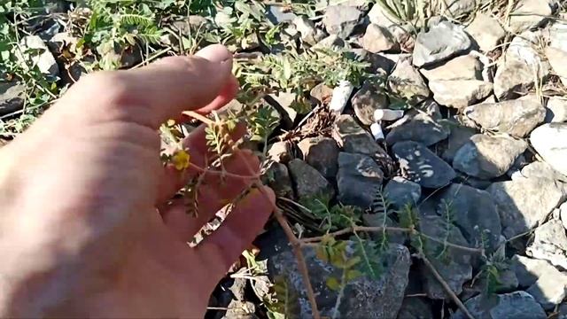 Новое растение паразит