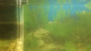 Черви в аквариуме. Что это и откуда?