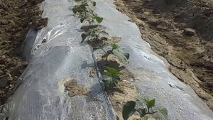 Технология выращивания огурца с применением различных методов.