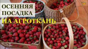 Осенняя посадка земляники на агроткань / Как правильно посадить землянику / Сердечко у земляники