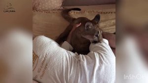Пума пытается разбудить хозяина