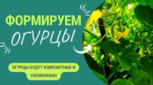 Формировка огурцов. Огурцы всегда компактные и ухоженные с большим урожаем