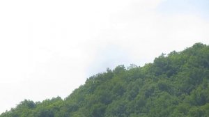 Орёл-карлик (Aquila pennata, Hieraaetus pennatus)