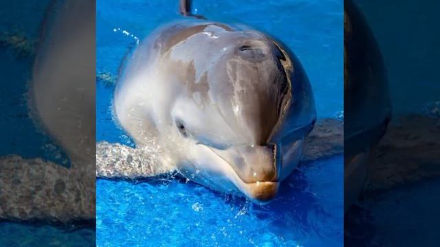 Фото Дельфины самые общительные животные из семейства китов смотреть онлайн