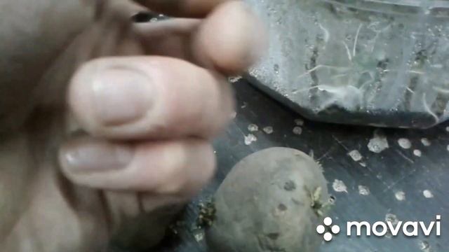 Посадка картофеля под солому смотреть онлайн