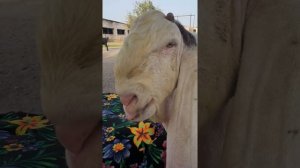 Гулаби. Пакистанские козы.