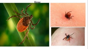 3 сынып дүниетану Менің табиғи ортадағы қауіпсіздігім 3 тоқсан  №3 сабақ