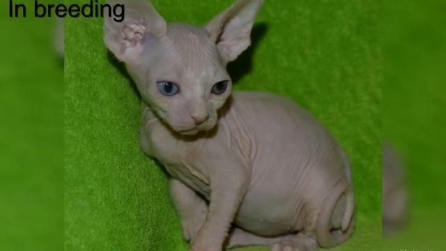 Продажа канадский сфинкс разноглазая девочка Харьков Sale,canadian sphynx sale buy,Купить сфинкса