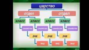 понятие о систематике растений