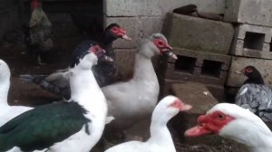 СОДЕРЖАНИЕ МУСКУСНЫХ УТОК, УТКИ ШЫПУНЫ, ИНДОУТКИ, КОРМЛЕНИЕ УТОК, ОБЗОР ХОЗЯЙСТВА3 листопада 2020 р