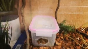 сколько стоит содержать эублефара? #эублефар