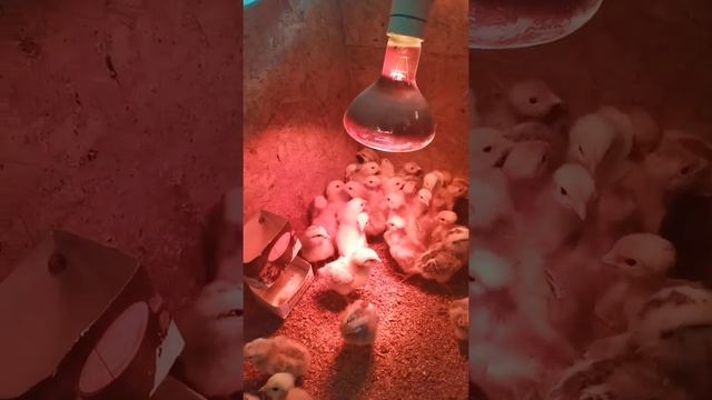 Корм для цыплят от 0 до 30 дней Рецепту более 6 лет, основной состав: Пищевые Крупы. #старт #цыплят смотреть онлайн