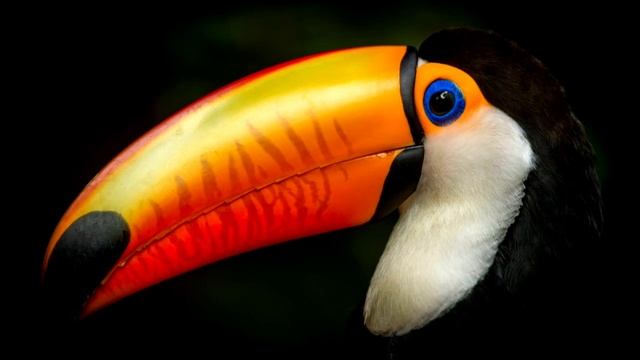 Учим Птиц. Мультик для детей смотреть онлайн