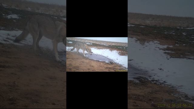 Пара волков пришла к воде зимой