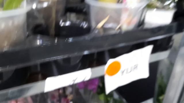 ОРХИДЕИ НА ЦВЕТОЧНОЙ БАЗЕ КРАСНОДАРА/20.03.23/ смотреть онлайн