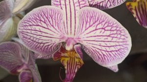 Вредители не спят, клоп вонючка. Орхидея Phalaenopsis сорт Lady Mackbeth и Sogo Yenlin 'Suggestion'