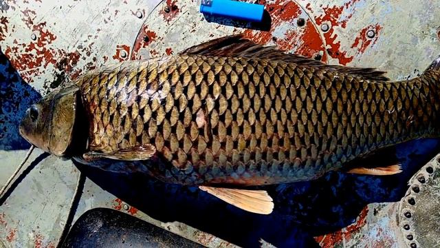 #Бурлинская РЫБКА #красивыеместа #рыбалка