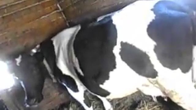 ВЕСЕЛОЕ УТРО !!! КОРОВА ОДЕЛА ОКНО НА ГОЛОВУ !!!