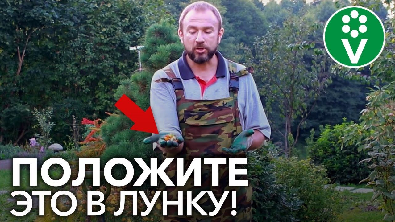 СУПЕР-СПОСОБ ПОСАДКИ КЛУБНИКИ ОСЕНЬЮ. Собирайте урожай ВЕДРАМИ!