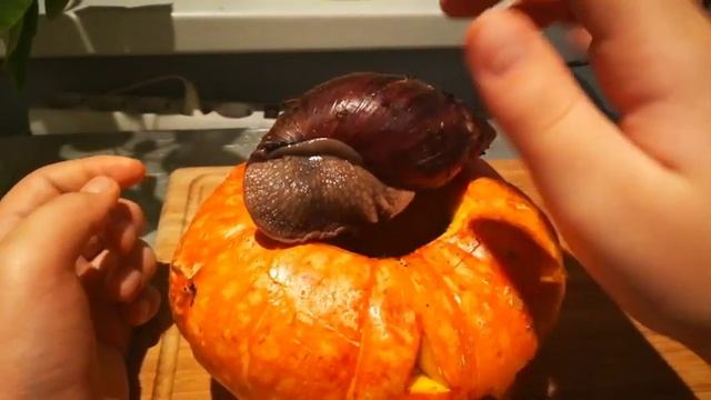 Улитка ахатина отлично живёт в тыкве смотреть онлайн