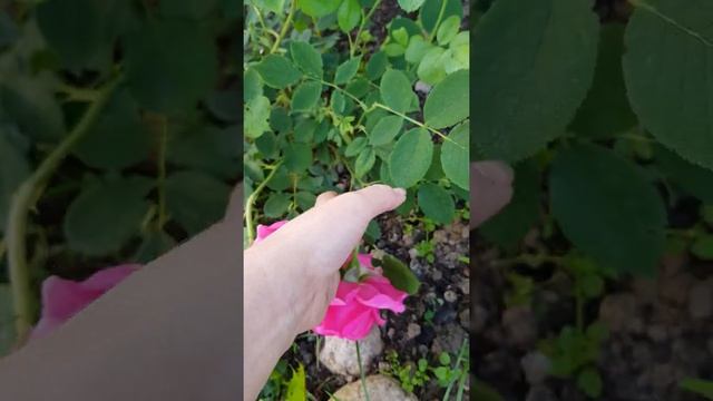 Английские розы моего сада, роза Chippendale смотреть онлайн