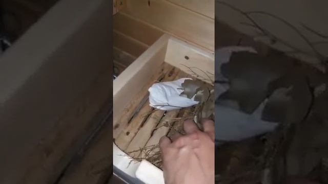 Репортаж о применении  ППШ-М и запаривателя "Теплов и Сухов" в бане.
