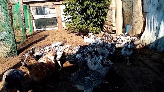 Советы начинающим  птицеводам, содержание кур в хозяйстве.