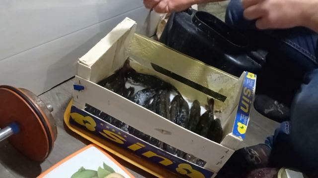 Сухой посол Хариуса на балконе