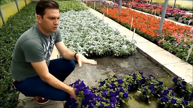 Lila teltvirágú petúnia смотреть онлайн