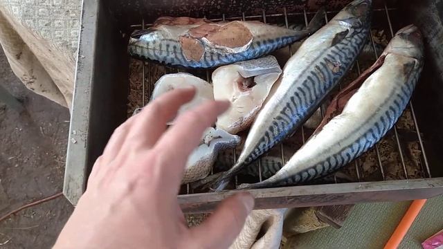Коптим рыбу скумбрию и макрурус смотреть онлайн