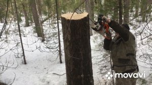 Изготовление и пополнение солонцов. Покатушки на мотобуксировщике Тофалар500.