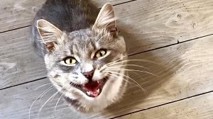 Видели видео? Говорящий дрессированный кот Ванюша! Что он умеет?