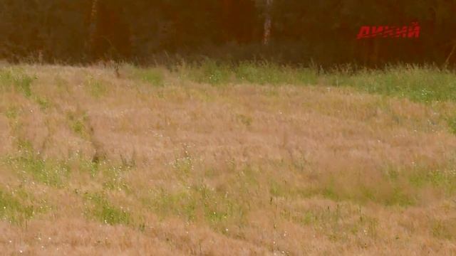 Охота в Беларуси. Эпизод 4. смотреть онлайн