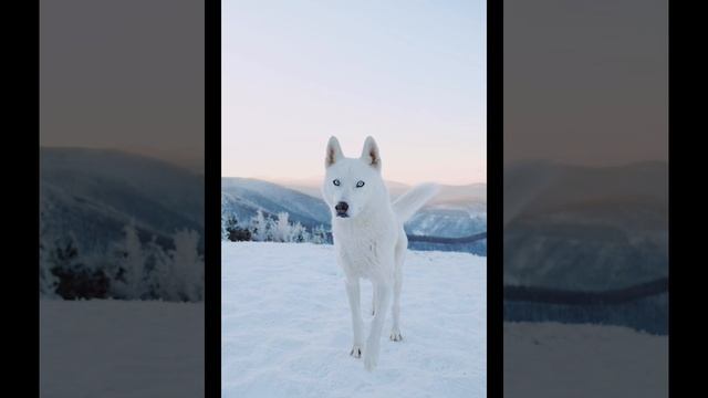 эдит белая хаски заказ для любимого блогера