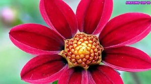 Top 10 Colorful Dahlia Flower Ever You Seen |Amazing Flowers Video(HD)