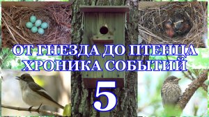 От гнезда до птенца. Хроника событий. Мухоловка-пеструшка ( Ficedula hypoleuca ) 5 часть