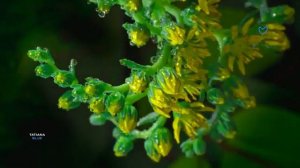 РАССВЕТ (360p)