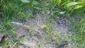 шикарный коп металла. классные находки!