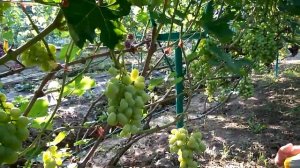 @Виноград 2018  Виноград Синдикат  Отзыв о винограде