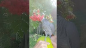 Жако болтает и ест рябину